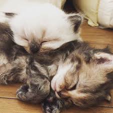 moeonthemoon さんのネコちゃんをご紹介致しております introducing a lovely cats please like for this picture if you think its cute 猫 ネコ 猫好き ネコモ 読モ猫 モデル ニャンスタグラマー cats animals