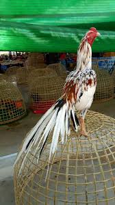 Reban kampong offer jualan anak. Ini Di Antara Roma Kaidang Yang Ayam Ratu Malaysia Arm Facebook