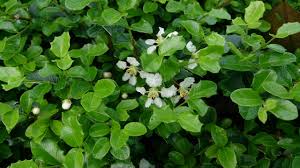 Image result for Malpighia coccigera