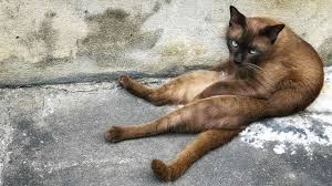 , katze kastriert mit halbem jahr. Kastration Bei Katzen Vorteile Kosten Und Risiken Petplan