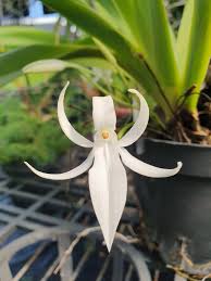 Image result for Jumellea walleri