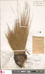 Image result for Diheteropogon filifolius
