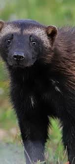 Wolverines In Western Montana Glacier National Park Wolverine Animal Animals Beautiful Nature Animals