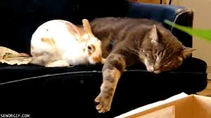 Both have provided services and companionship to humans for. Cats And Rabbits