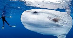 I made them after seeing a pic of a giant pacific sunfish because i couldn't find any good plush ones online. Baby Ocean Sunfish Zoomies Is The Brain Balm You Need Right Now Qs Study