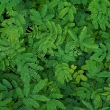 Image result for Acacia polyacantha