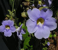 Image result for Thunbergia reticulata