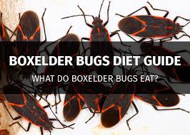 What Do Boxelder Bugs Eat Boxelder Beetles Diet Guide Pestsguide