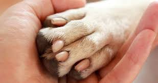 Dog paw problems happen fairly often, and although generally not serious, they can definitely cause fido discomfort, distress and even pain at times. How To Soothe Your Dog S Sore Paws Entirelypets