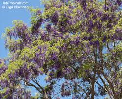 Image result for Bolusanthus