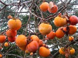 Kaki Plaqueminier Un Arbre Fruitier Decoratif