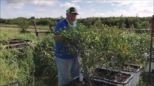 Growing Blueberries Without Dirt In Wicking Bed Containers Youtube