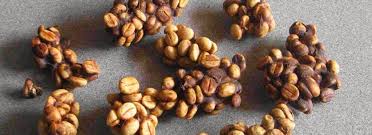 Maybe you would like to learn more about one of these? Kopi Luwak Il Caffe Piu Costoso Al Mondo Misya Magazine