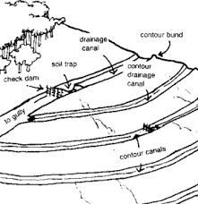 Plants prevent wind and water erosion by covering the soil and binding the soil with their roots. Prevention Of Soil Erosion Different Techniques With Explanations