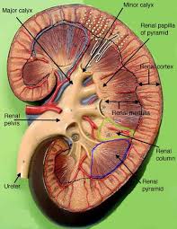 Pin By Tatyana On Anatomiya Kidney Anatomy Digestive System Anatomy Renal Physiology