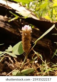 Image result for Uraria picta