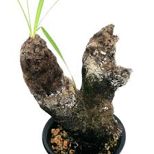 Image result for Xerophyta trichophylla