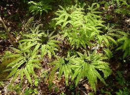 Image result for Adiantum comorense