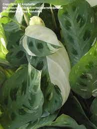Pin On Plants