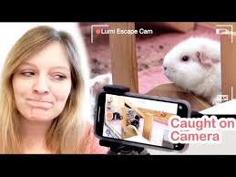 I Didn't Know My Guinea Pigs Escaped When Home Alone