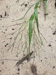 Image result for Panicum comorense