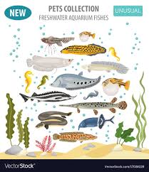 Unusual Freshwater Aquarium Fish Breeds Icon Set