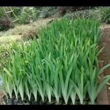 Tinggal dengan udara sejuk dan pemandangan yang indah, teduh, asri dan hijau, tentu menjadi impian banyak orang. Toko Online Tanaman Hias Store Shopee Indonesia