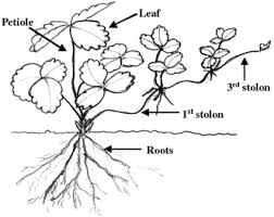 Go to all plant identification threads. Natural Occurrence Of Azospirillum Brasilense In Strawberry Plants Springerlink