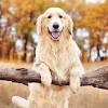Chiot husky croise berger allemand la ane nain a donner chiot terre neuve a donner dogue de bordeaux a donner chiot malinois à donner donne chien contre bon soin animaux a donner golden retriever a donner husky de sibérie chiot dogue argentin a donner recherche chien a donner gratis chiot a donner marseille spitz a donner chiot border collie a donner golden blanc la husky pomeranian a vendre la chien jack russel la labrador golden retriever noir la image chien yorkshire la. 1