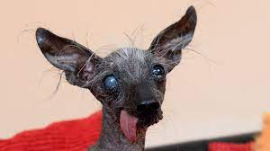 We did not find results for: Britain S Ugliest Dog Chase Dies In Wales Bbc News