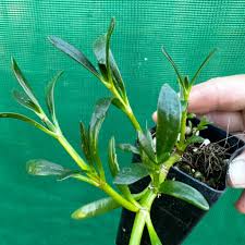 Image result for Sesuvium portulacastrum