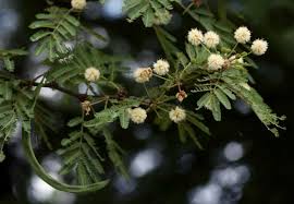 Image result for Acacia robusta