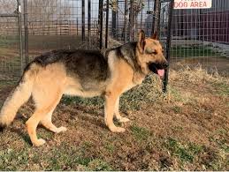 Our dogs have excellent dispositions and are large, strong, healthy and beautiful with straight backs. Windy Acres Shepherds Breeder German Shepherds