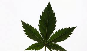 A rather innocuous plant, common plantain can simply be mowed whenever you mow the lawn. Uruguay Finally Names Companies To Grow Public Marijuana The World From Prx
