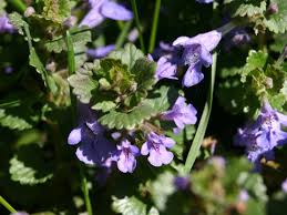 Seeing purple in your backyard? Creeping Charlie Wisconsin Horticulture