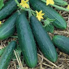 Sow seed or set out cucumber transplants after all danger of frost has passed and the soil has warmed to 60°f (16°c). How To Grow And Plant Cucumbers Caring For Watering Cucumbers