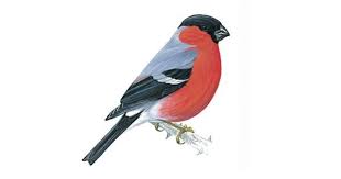 Grey Bird With Red Cheeks Bullfinch Bullfinch Red Breasted Bird Bird
