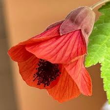 Image result for Abutilon lauraster
