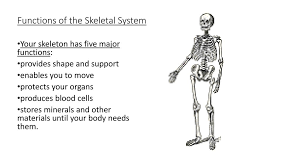 Functions Of The Skeletal System Ppt Download