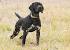German Shorthaired Pointer Dog