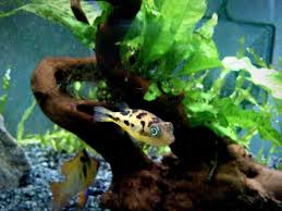 Dwarf Puffer Fish Care Size Lifespan Tankmates Breeding