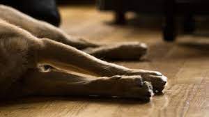 When To Euthanise A Dog With Cushing S Disease Cloud 9 Vets