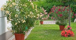 Oleander Umtopfen Tipps Und Anleitung Pflanzen Vorgarten Gestalten Pflanzen Umtopfen