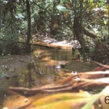 Conheça dados sobre partidos, números, coligações, patrimônio e outras informações de todos os candidatos da cidade. Habitat Of Heteragrion Cyane In Mata Do Bau Barroso Mg Download Scientific Diagram