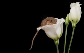 Field or meadow mice, are little brownish grayish rodents with tiny ears, small eyes, and a short tail. Wallpaper Look Macro Flowers Mouse Mouse Muzzle Grey White Black Background Buds Ponytail Eustoma On The Flower Field The Mouse Is Tiny Field Mice Images For Desktop Section Zhivotnye Download