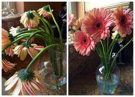 How To Revive Gerbera Daisies Wilted Flowers Gerbera Daisy Gerbera Flower