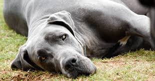 They appear striking when being shown and are a very popular family pet. Great Dane Breeders Australia Great Dane Info Puppies