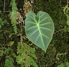 Image result for Remusatia