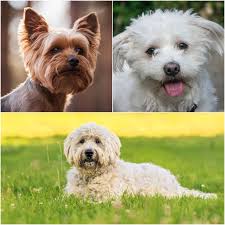 10 Dog Breeds That Make The Best Therapy Dogs In 2020 Dog Breeds Therapy Dogs Therapy Dogs Breeds