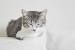 White Grey American Shorthair Kitten